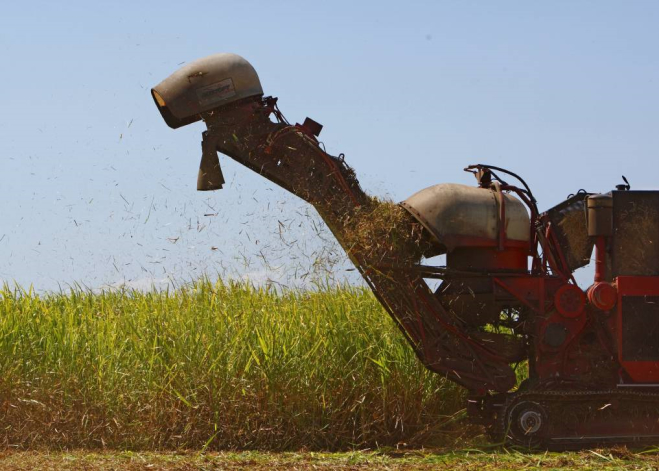 Cane Harvester